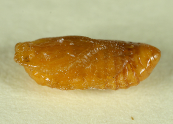 154JLBLatPupa